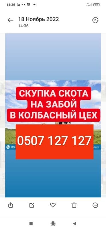объявления о собаках: Куплю | Коровы, быки, Лошади, кони, Другие с/х животные | Круглосуточно, Любое состояние, Забитый — 1