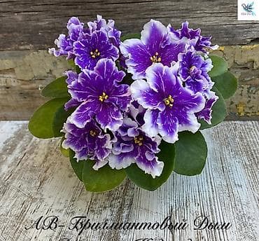 рыбы аквариум: Продаю детки сортовых фиалок,около 200 сортов🌺🌿🌺. 100сом. Есть — 8