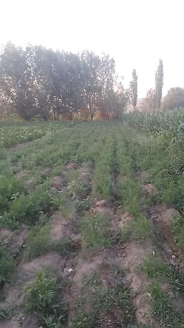 массаж западный: 4 соток, Для строительства, Красная книга — 4