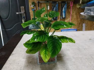 форель купить в бишкеке: Анубиасы. Гигантские анубиасы. Аквариумные растения. Есть и другие — 1