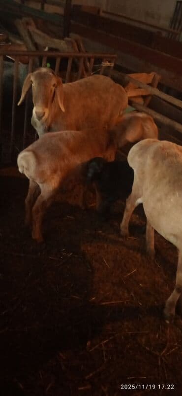 продаю связи с переездом: Продаю | Овца (самка) | На забой | Матка — 1