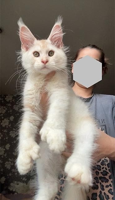 котята сиамской кошки: Мейн-кун, 2 месяца, Мальчик, Приучена к лотку — 1