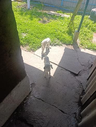 Продам с/х животных: Продаю | Козлёнок | Полукровка | Для разведения | Племенные, Котные, Осеменитель — 6