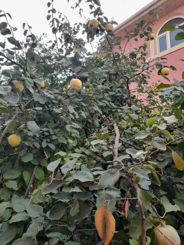 превосходный сорт яблок: Айва с дерева - Сортовая айва, крупные ароматные плоды — 3