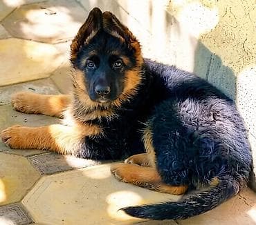лайка сибирская: Немецкая овчарка, 2 месяца, Самка, С прививкой, С родословной — 1