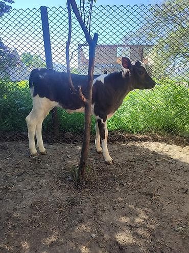 продам телят бычков: Продаю | Музоо, торпок | Алатауская, Симментальская | На откорм | Искусственник — 9