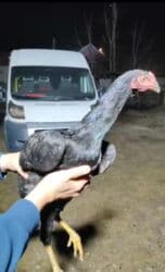 купить несушек курей: Продам дакан | бойцовский петухи| 5.5 Месяца. Срочно продам даканов — 1