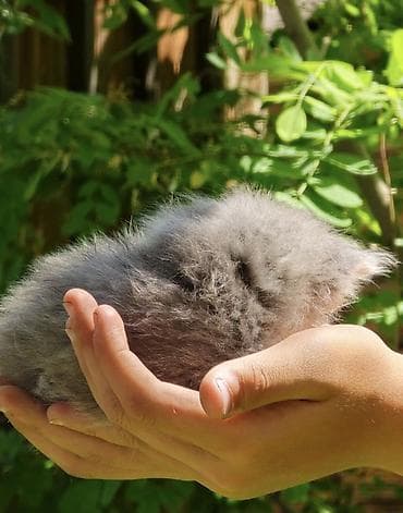 белая сибирская кошка: СИБИРСКИЕ КОТЯТА😍 Папа привозной, мама местная сибирская кошка Два — 2