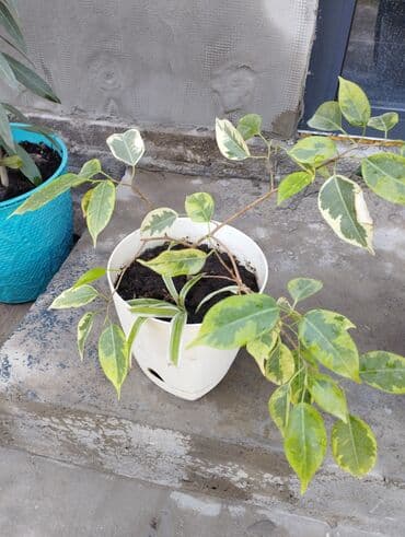 солнычный свет: Бенжамин — 1