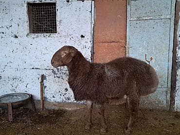 Продаю | Баран (самец) | Гиссарская | Для разведения | Племенные