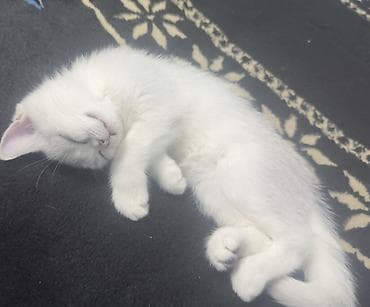 scottish fold: Скотиш Страйт (Шотландская прямоухая), 3 месяца, Девочка, Белый, Приучена к лотку — 5