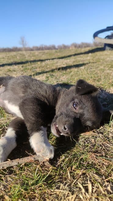 чёрный терьер: Собака даром: Дворняжка, 2 месяца, Самец — 3