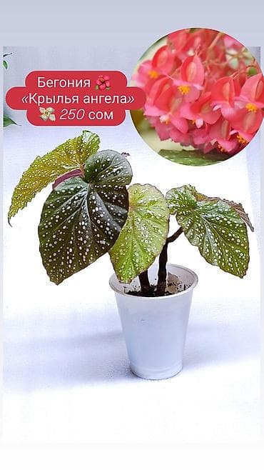 олеандр: Продаю комнатные растения, цветы . Пассифлора кализия розовая — 2