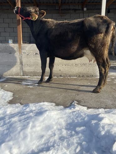 все о кошках британской породы: Продаю | Корова (самка) | Алатауская, Швицкая | Для разведения, Для молока — 3