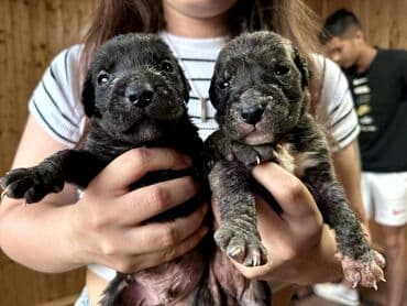 бульдоги: Щенки Канарского Дога (Presa Canario) С документами, прививками 8 — 1