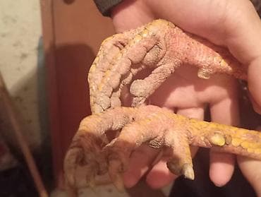 кукуруза сорт маями: Продаю | Петух | Для разведения — 3