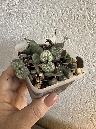 каракол спальный: Укоренённые черенки растений от 150-300 сом — 1