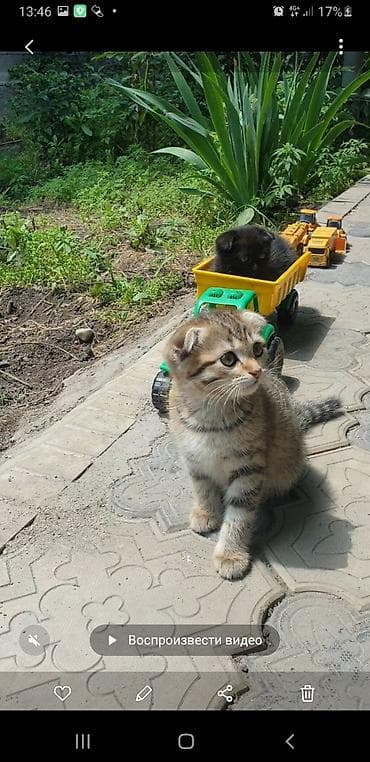 все животные: Котята с вислоухими ушками от домашней кошки-скоттиш (на фото с — 1
