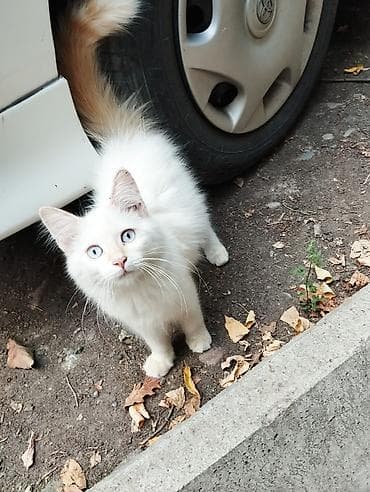 котяты: Котята красивые нуждаётся в доме, все из одного помёта. Окрасы — 1