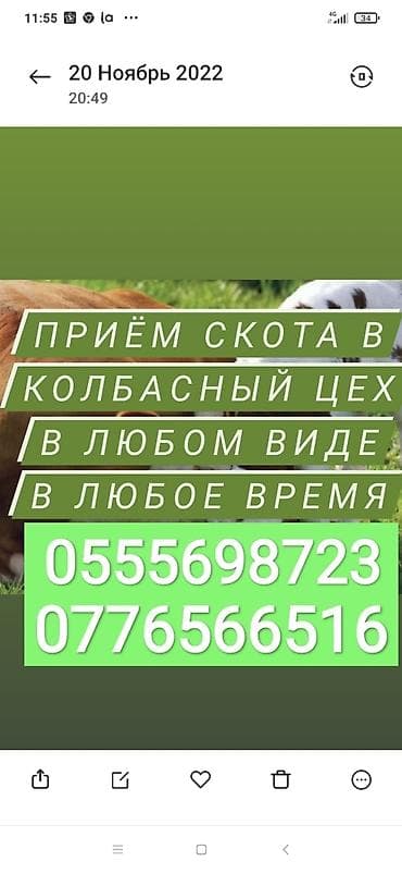 Частное лицо, Колбасный цех : Коровы, быки, Лошади, кони, Другие с/х животные, | Круглосуточно, Любое состояние, Забитый at lalafo.kg Частное лицо, Колбасный цех : Коровы, быки, Лошади, кони, Другие с/х животные, | Круглосуточно, Любое состояние, Забитый