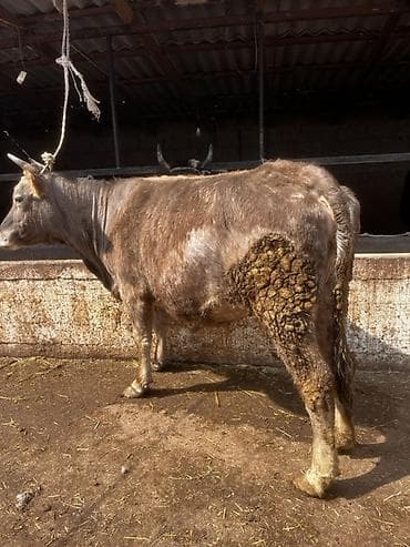 Продаю | Корова (самка) | Для молока | Стельные — 1