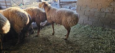 продать животных: Продаю | Баран (самец) | Арашан | На забой, Для разведения | Племенные, Осеменитель — 3