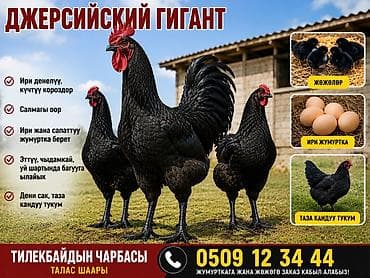 кошка котёнок: Джерсийский гигант жумурткага жана жөжөлөргө заказ алабыз — 3