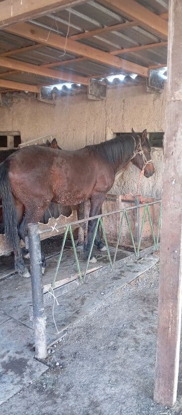 дом животных: Продаю | Жеребец | Рабочий — 12