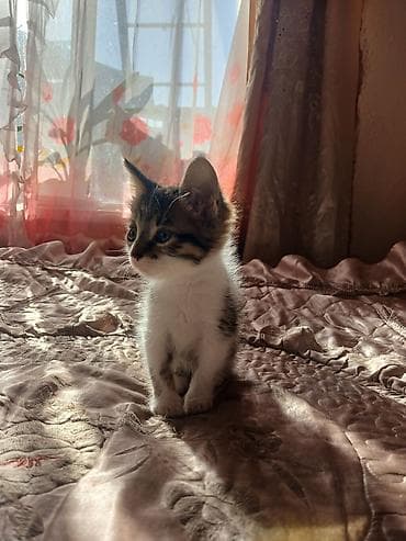 Отдам даром кошку: Беспородная, 2 месяца, Мальчик, Биколор, Приучена к лотку — 3