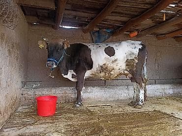 поилки нипельные: Продаю | Корова (самка) | Для молока | Привязанные — 3