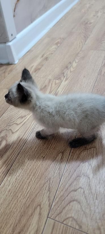 манчкин котенок: Котёнок с колор-пойнт окрасом (светлое тело, тёмные ушки, лапки, хвост — 2