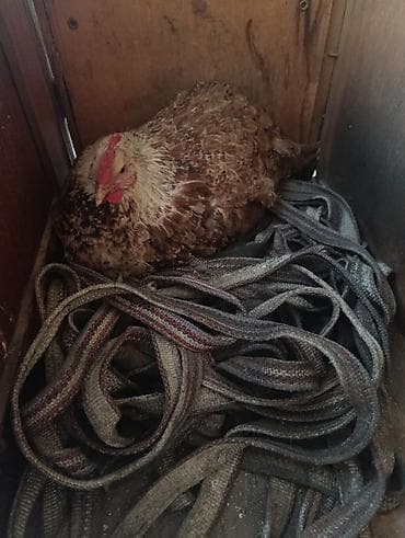 Аквариумдар: Сатам | Тооктор, Короздор, Балапандар | Союуга, Көбөйтүү үчүн, Жумуртка туудуруу үчүн — 1