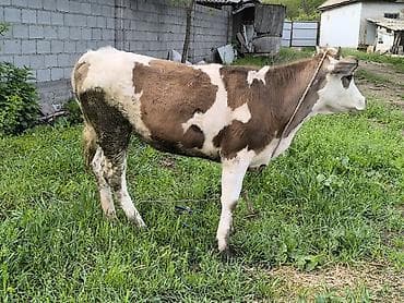 Продаю | Тёлка | Для разведения | Привязанные