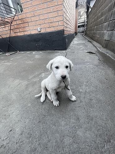 Продажа собак: Лабрадор-ретривер, 2 месяца, Самка, С прививкой — 5