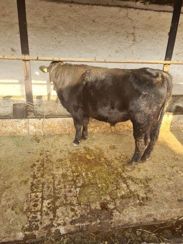 коровы молочной породы купить: Продаю | Корова (самка), Бык (самец), Тёлка | На откорм, На забой, Для разведения — 2