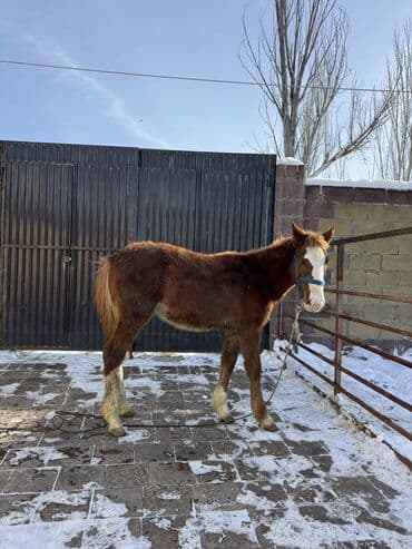 сколько стоит шпиц: Продаю | Жеребенок | Рабочий — 3