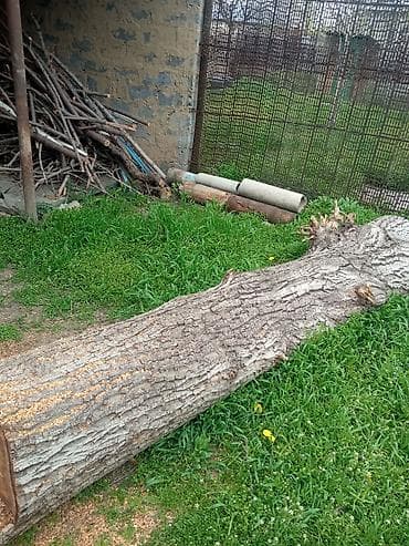 дрова на зиму: Ствол спиленного дерева (крупномер), цельный бревенчатый отрезок — 2