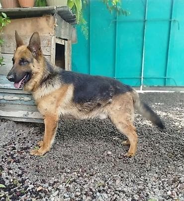 Аквариумдар: Немис овчаркасы, 1 айлык, Эркек — 8