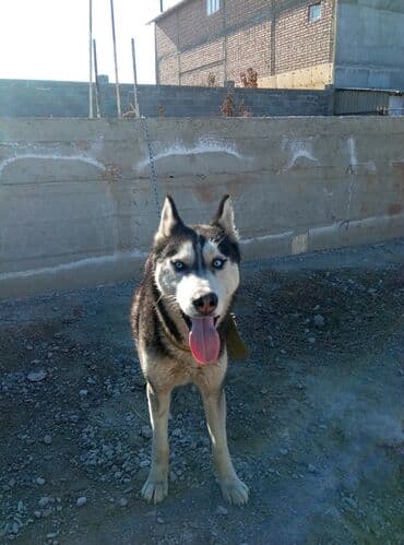 купить восточно европейскую овчарку: Хаски, 1 год, Самец — 1