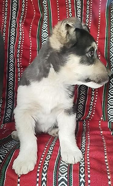 собака корги купить: Собака даром: Дворняжка, 3 месяца, Самка — 2