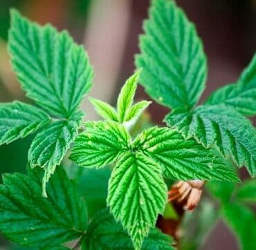 саженцы малины бишкек: Листя малины . сушоный свежий — 1