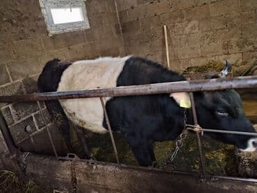 товары для собак: Продаются тёлка на мясо цена договорная — 6