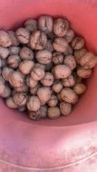 оптовые цены на продукты питания в бишкеке: Грецкие орехи — всего 100 сом за 1 кг! Собраны вручную, очищены с — 2