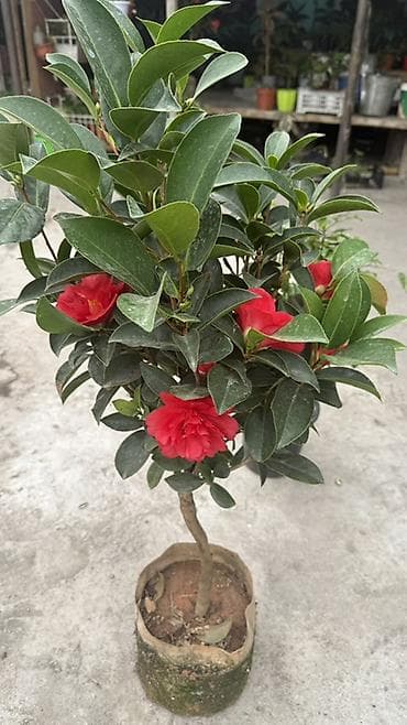 Үй жана бакча: Замиокулькас (Zamioculcas zamiifolia) в горшке. - Сортовое — 7