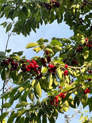 сокулук дом продажа: Дом, 95 м², 4 комнаты, Собственник, Старый ремонт — 22