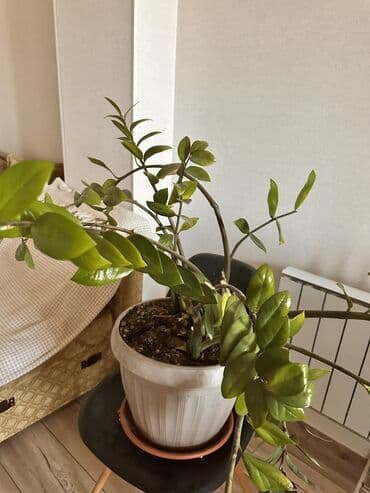 пионы саженцы: Большие Комнатные растения 
Каждый по 1000с — 2