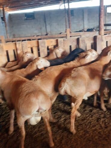 отдам породистую собаку в хорошие руки: Продаю | Баран (самец) | Арашан | Для разведения | Племенные — 16