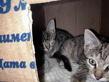 Кошки: Кошка даром: Беспородная, 2 месяца, Мальчик, Метис — 1