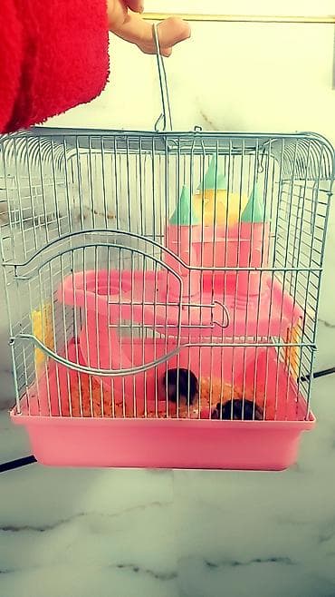 кара суу уй сатылат: Большая двухэтажная клетка + 1 хомячок всего за 1500 сом. любая на — 2