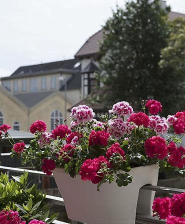 осень весна: Пеларгония (герань) — рассада и взрослые кусты в горшках - — 4